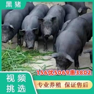 猪仔活苗国寿黑金刚母猪长白大白二元母猪三元猪仔跑山黑猪仔公猪