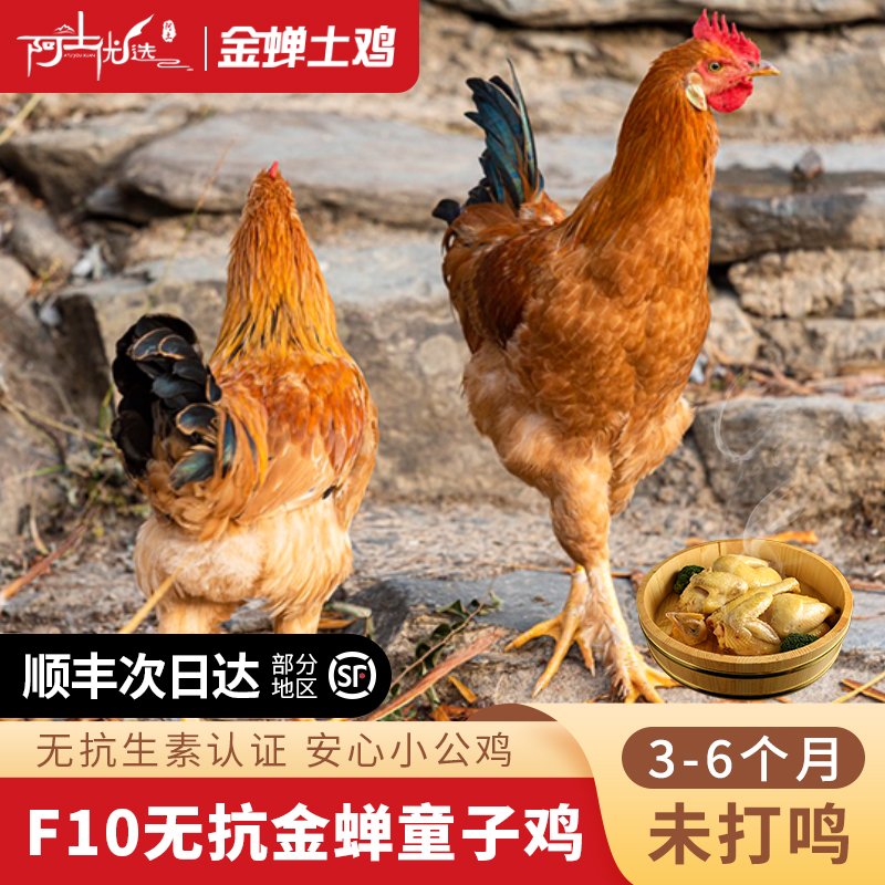 未打鸣土公鸡新鲜现杀整只