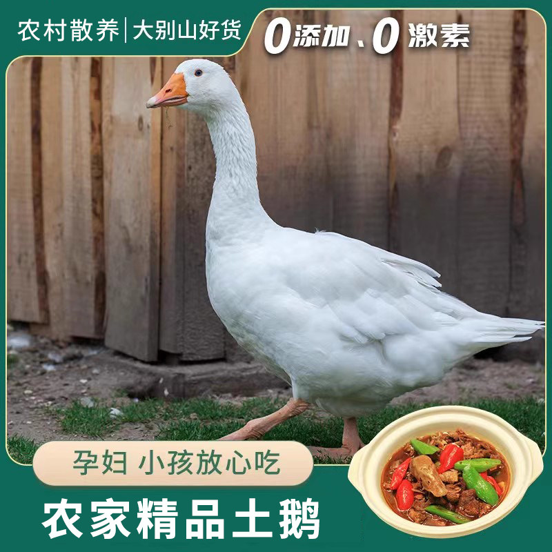 金蝉大别山农家散养新鲜老鹅