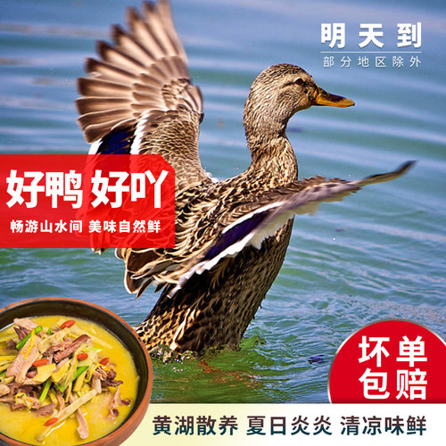 黄湖农家散养2斤老麻鸭