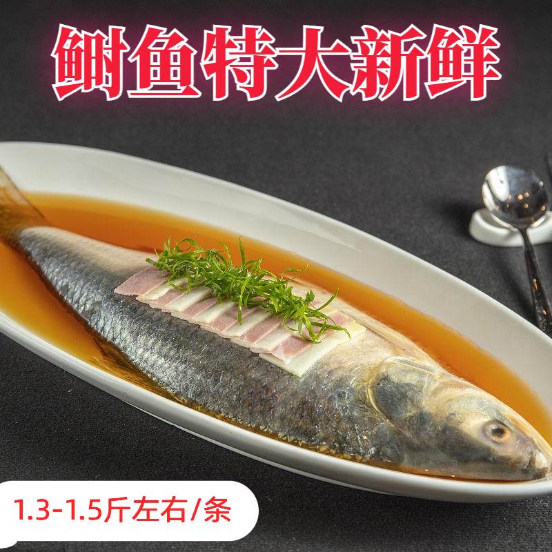 鲥鱼 新鲜冷冻时鱼特大号1.3-1.5斤鲥鱼发2条共3斤码头直发大海鱼