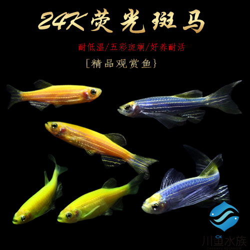 夜明珠小型活体斑马鱼包邮