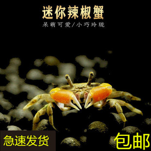 包邮迷你蟹辣椒蟹可与热带鱼观赏鱼混养螃蟹观赏蟹活体吃虫除藻