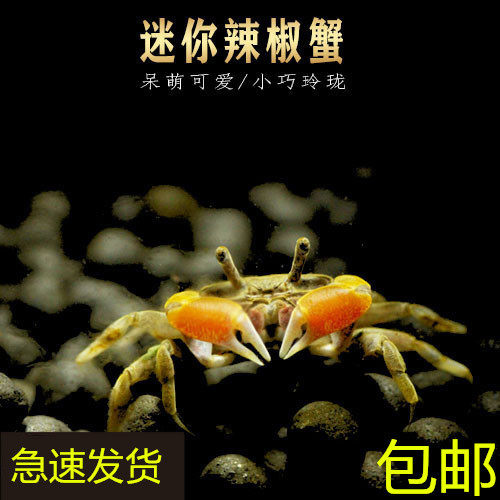 邮迷蟹辣椒热带鱼混养活体