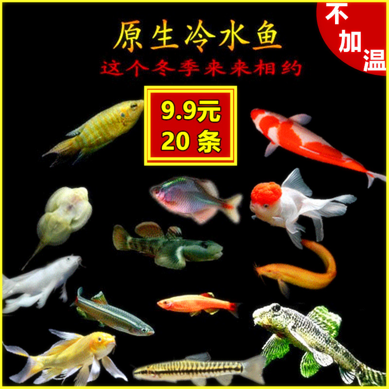 冷水鱼黄金锦鲤泥鳅清道夫