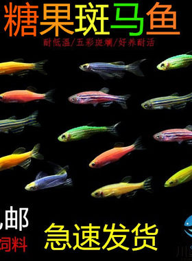 包邮小型活体热带观赏鱼