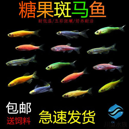 包邮 斑马鱼生态瓶冷水鱼斑马鱼红绿灯淡水鱼小型热带观赏鱼活体