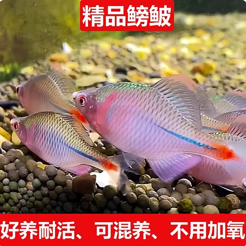 清道夫好养冷水鱼不加温