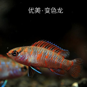 火焰变色龙 变色龙鱼热带鱼观赏鱼草缸鱼草缸鱼活体小型鱼淡水鱼