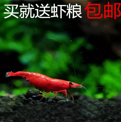 包邮极火虾 观赏虾集火虾急火虾火焰虾草缸活体宠物除藻虾