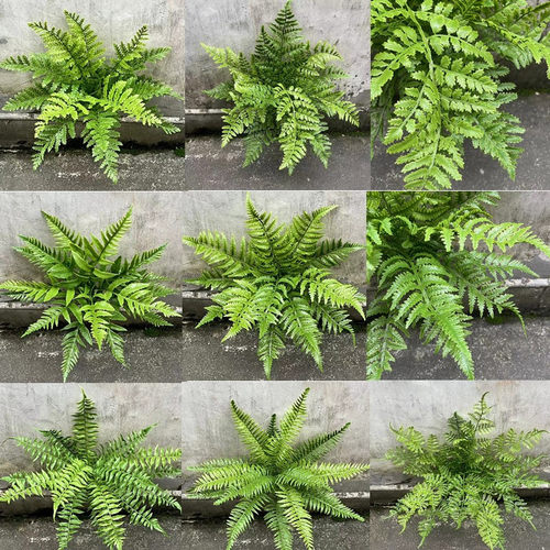 把束绿植凤尾蕨波斯草