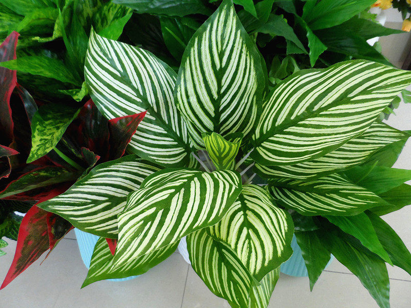 高仿真手感胶片布17叶斑马叶万年青绿萝植物墙花槽装饰叶厂家直销