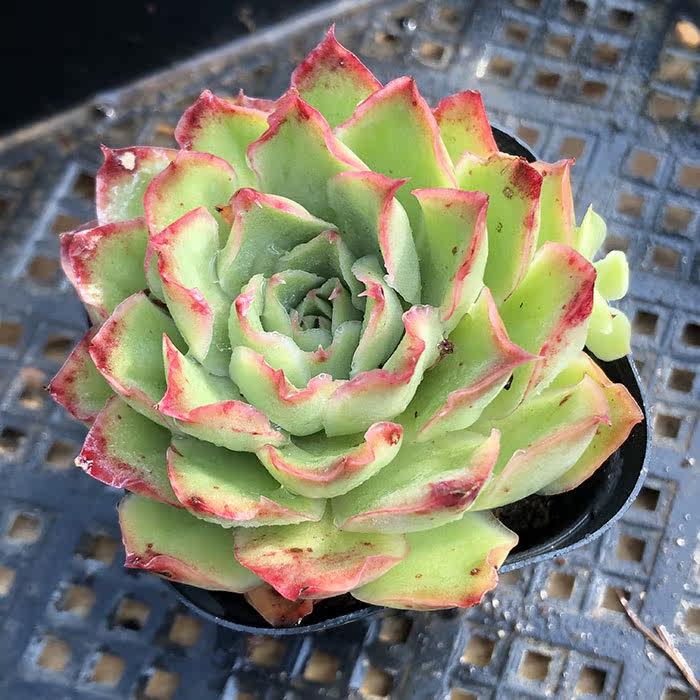 紫蝴蝶多肉价格 紫蝴蝶多肉图片 星期三