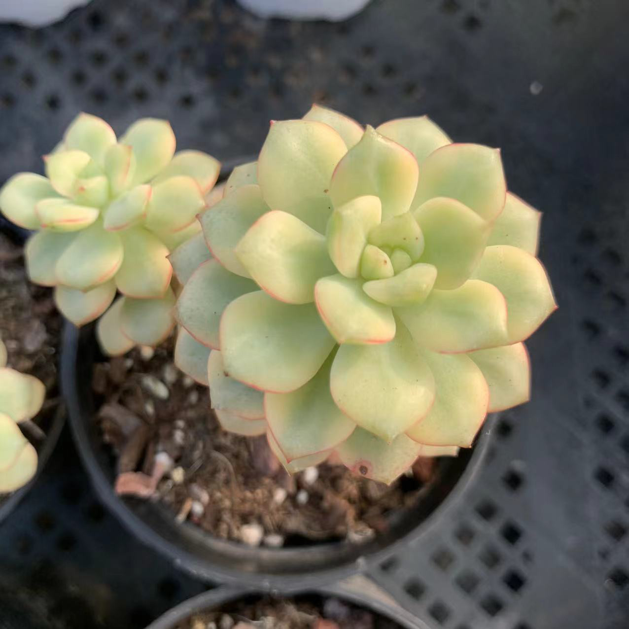 探戈锦,精品多肉,多肉植物锦,小美肉