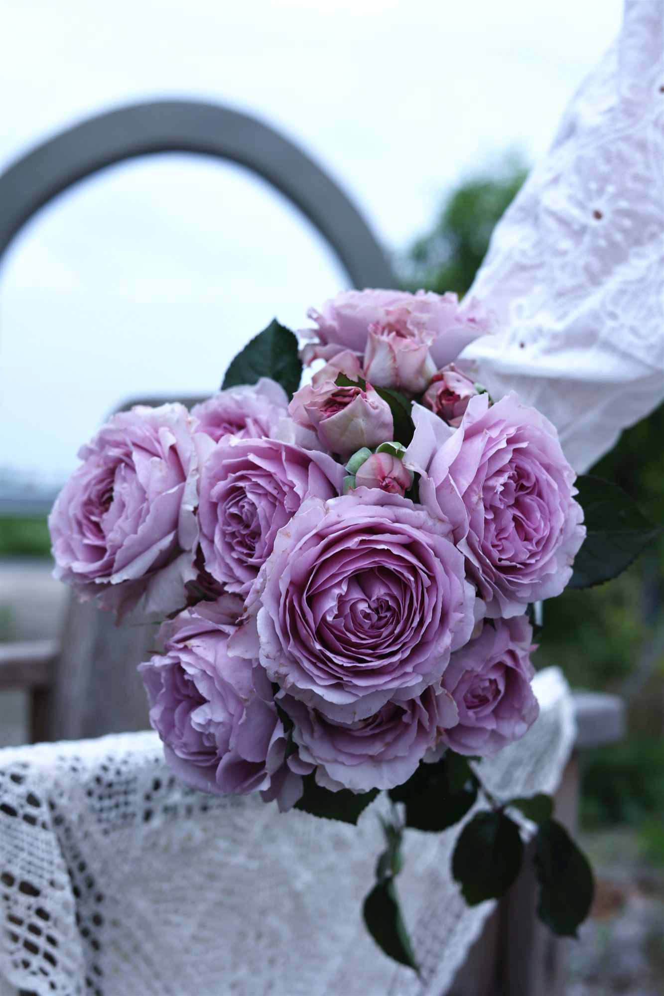玫boc瑰岛拉浓香蓝紫色系半短枝开丽花