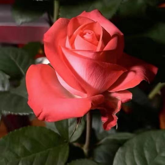 玛丽亚大花切花玫瑰月季图片