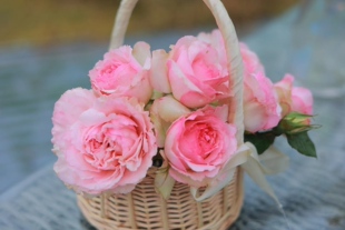 玫瑰半岛 佩尔朱克  月季切花花苗 大花水果香