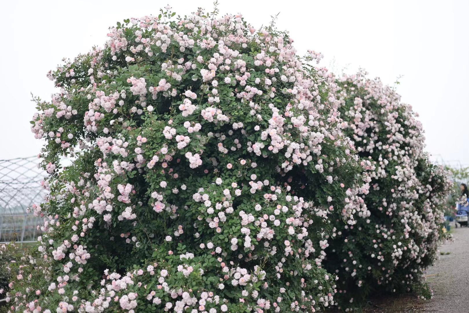 玫瑰半岛 爬藤藤本月季 （大合集）,鲜花速递/花卉仿真/绿植园艺,月季/蔷薇/玫瑰,淘宝优惠券,粉丝福利购,淘宝优惠卷