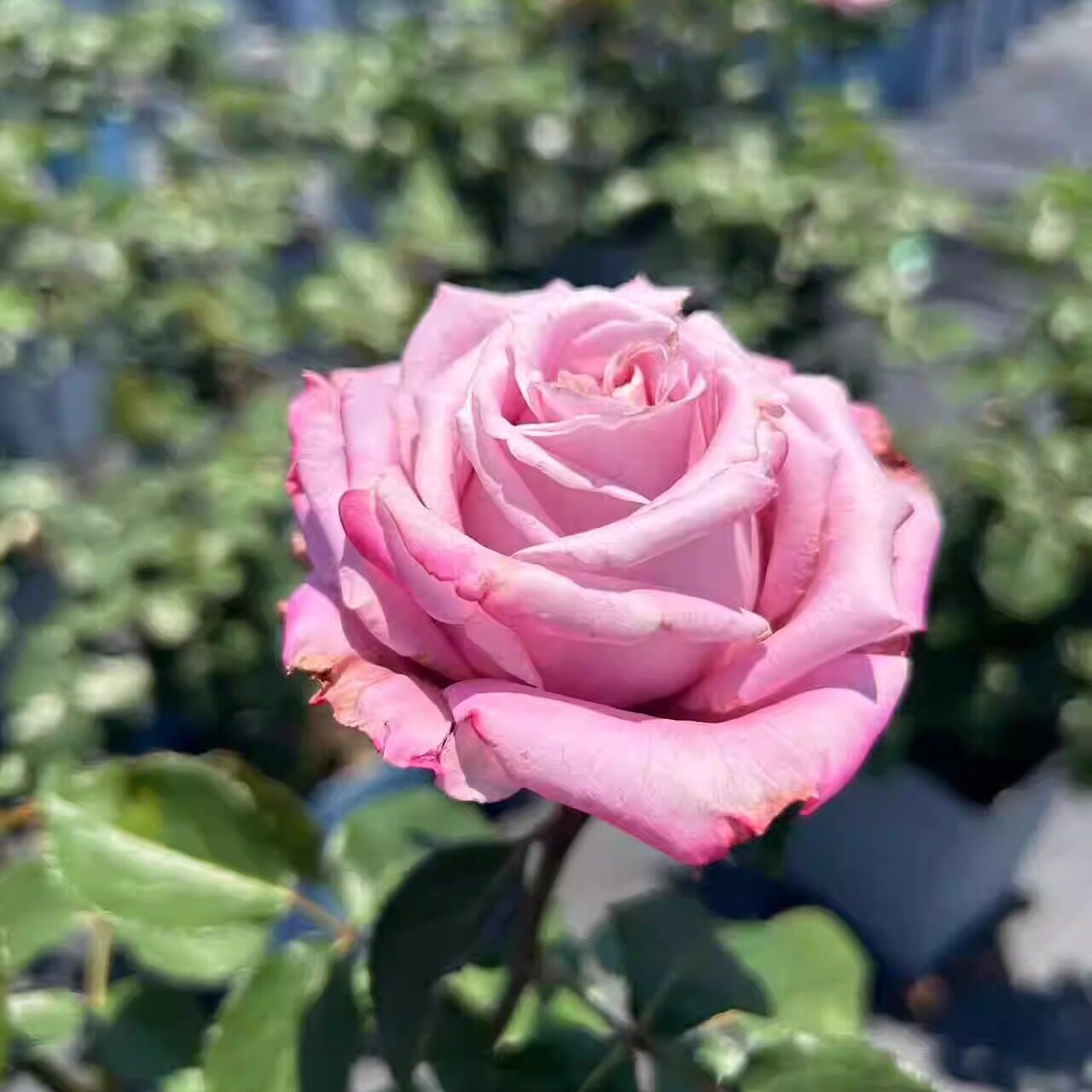 玫瑰半岛 新品月季玛丽蒂姆 直立性好不垂头