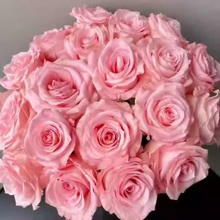 玫瑰半岛 直播爆品专拍链接3加仑实生根接苗