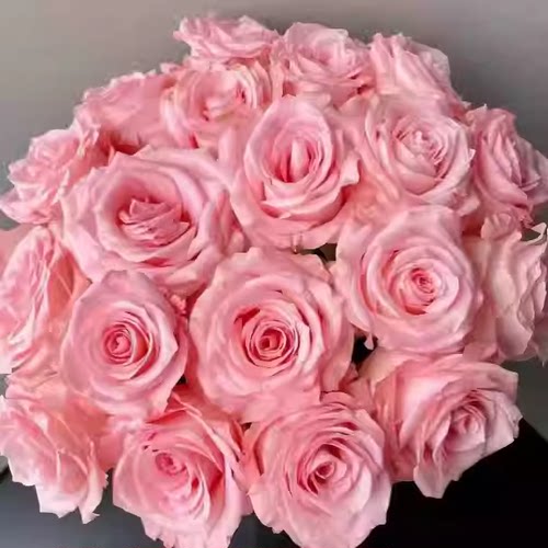 玫瑰半岛直播专拍3加仑大苗