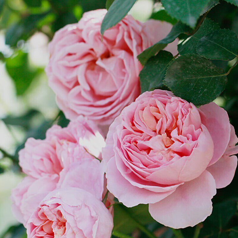 玫瑰半岛 舍农索城堡的女人们  爬藤大花必入的藤本月季,鲜花速递/花卉仿真/绿植园艺,月季/蔷薇/玫瑰,淘宝优惠券,粉丝福利购,淘宝优惠卷