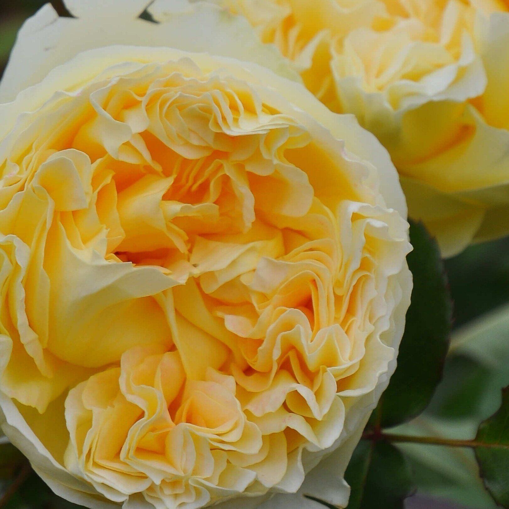 直播间  中苗 专拍链接