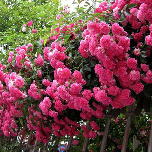 【天然月季园】藤本月季 大游行 多花爬藤月季