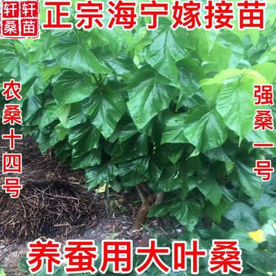 强桑1号农桑14号育711养蚕大叶桑高产嫁接桑苗强桑一号蚕桑苗四川