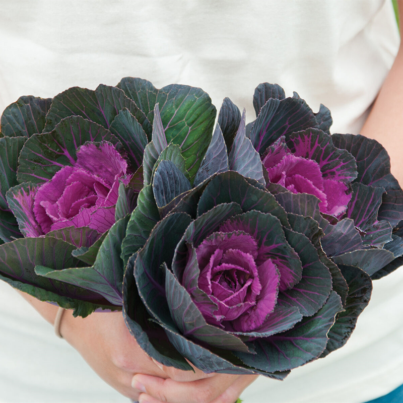 迷你甘蓝庭院耐寒可食用