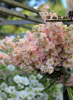 盆栽型矮种紫罗兰盆苗种苗切花室外花园庭院阳台花卉植物地栽耐寒