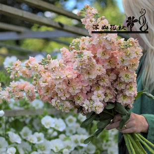 盆栽型矮种紫罗兰盆苗种苗切花室外花园庭院阳台花卉植物地栽耐寒