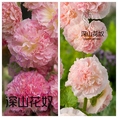 深山花奴 【剪叶苗】查特 桃子与梦 重瓣蜀葵一丈红多年生耐寒