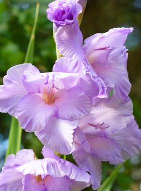 深山花奴剑兰唐菖蒲十三太保种球多年生耐寒耐热庭院楼顶花镜花园