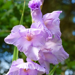 深山花奴剑兰唐菖蒲十三太保种球多年生耐寒耐热庭院楼顶花镜花园