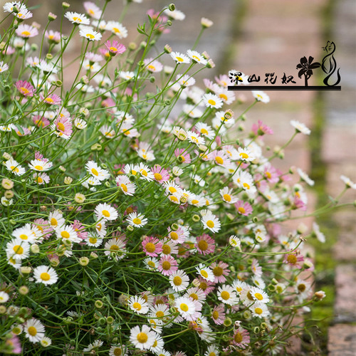 深山花奴飞蓬草本花卉阳台