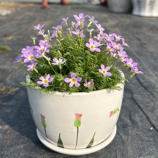 深山花奴盆苗小花樱草安徽羽叶报春苗耐寒楼顶阳台庭院樱草年宵花