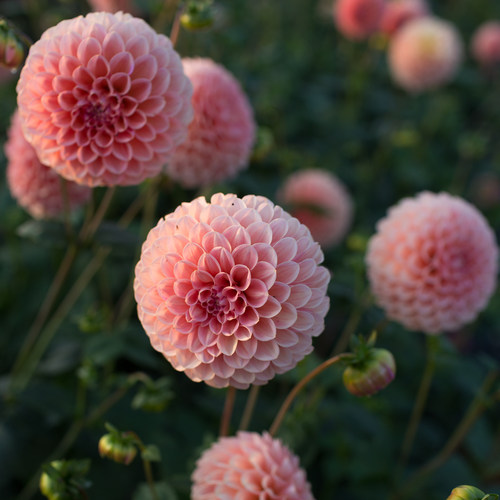 【预】中花型大丽花小苗大丽花扦插苗成都进口红苕花种苗庭院楼顶