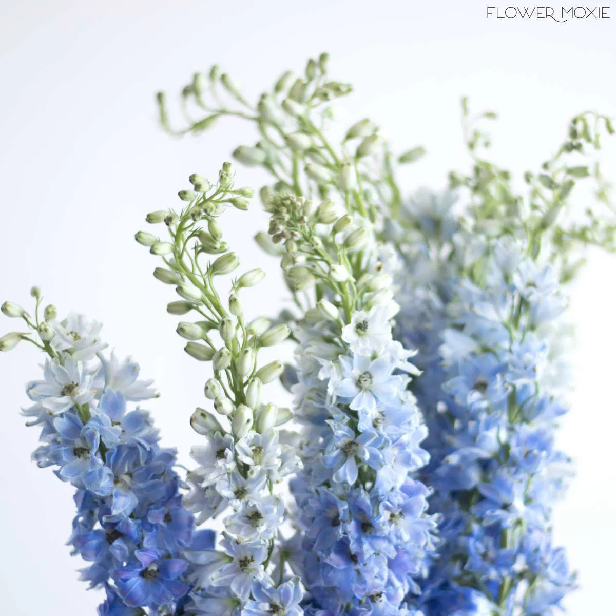 超耐寒草本庭院花卉大花飞燕草