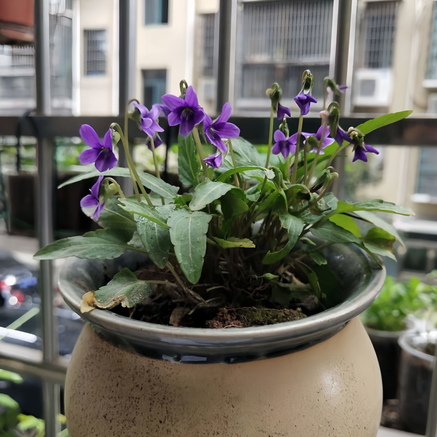 深山花奴 紫花地丁苗花苦地丁堇菜苗四季种植盆栽多年生阳台庭院