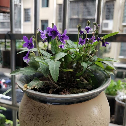 深山花奴 紫花地丁苗花苦地丁堇菜苗四季种植盆栽多年生阳台庭院