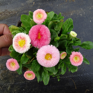 深山花奴 幼苗  重瓣雏菊塔苏草莓奶油进口新品种秋冬春阳台庭院