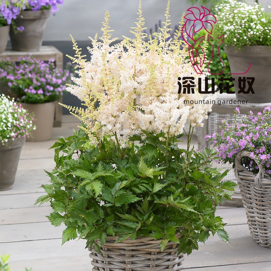 深山花奴 盆苗 落新妇耐阴络新妇多年生花卉阳台盆栽庭院花境植物,鲜花速递/花卉仿真/绿植园艺,时令草本花卉,淘宝优惠券,粉丝福利购,淘宝优惠卷