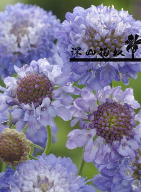 深山花奴蓝盆花幼苗松虫草耐寒切花品种庭院阳台可爱花镜搭配切花