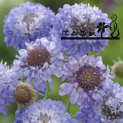 深山花奴松虫草草本切花品种