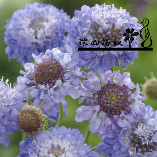 深山花奴松虫草草本切花品种