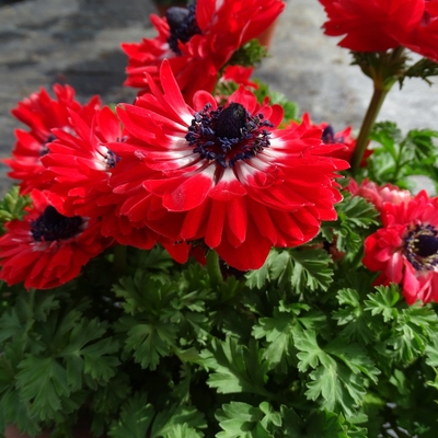 多年生银莲花中苗阳台