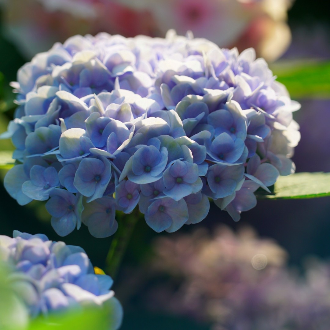 深山花奴 绣球扦插苗 重瓣大花绣球三河千鸟寿花手菊香草草莓庭院,鲜花速递/花卉仿真/绿植园艺,时令草本花卉,淘宝优惠券,粉丝福利购,淘宝优惠卷