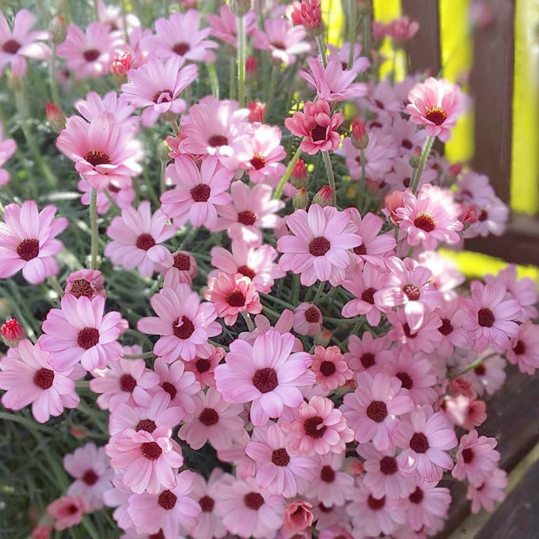 摩洛哥雏菊马拉喀什桃子酱多年生宿根花卉阳台花园盆栽草本花期长