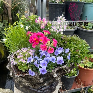 深山花奴时令草本花卉组合盆栽七星高照组合年宵花卉樱草安徽报春